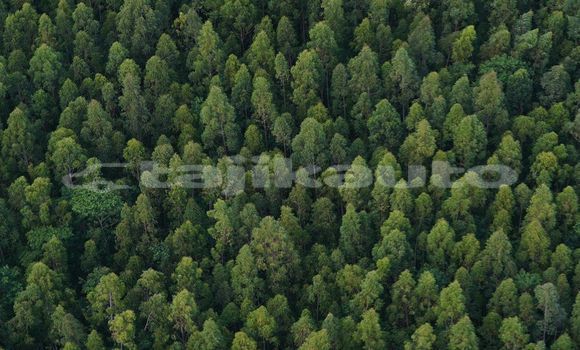 Medium with watermark image