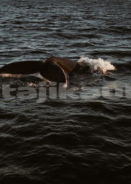 Big with watermark image