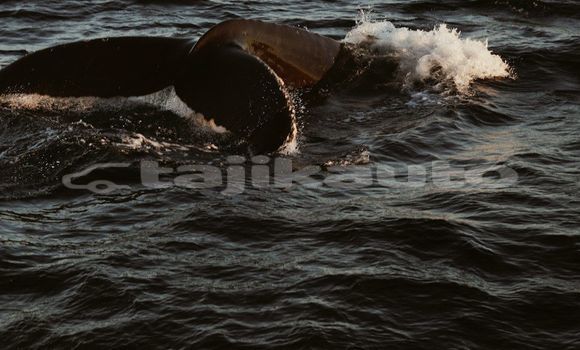 Medium with watermark image