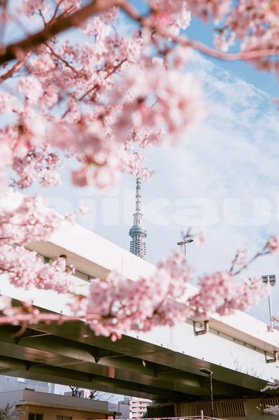Big with watermark image
