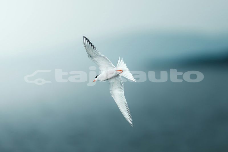 Big with watermark image