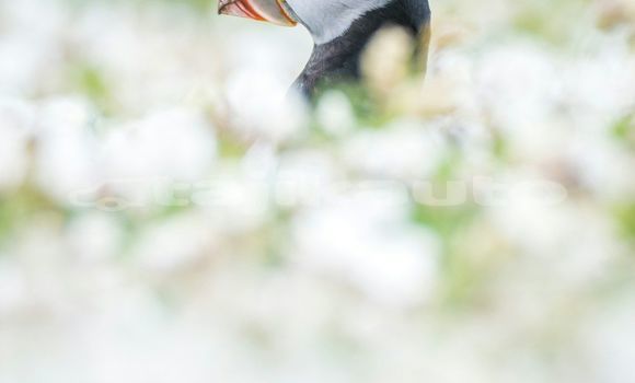 Medium with watermark image
