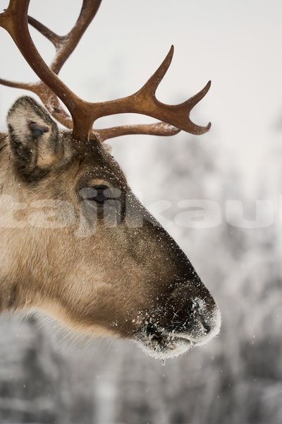 Big with watermark image