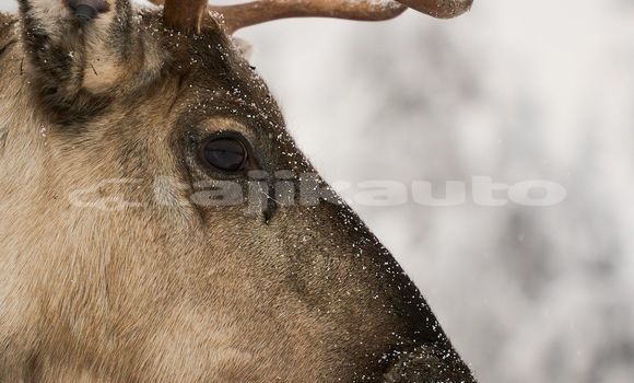 Medium with watermark image