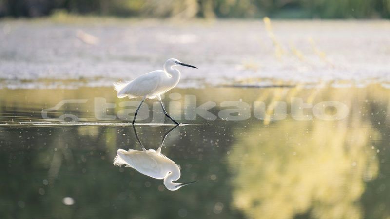 Big with watermark image