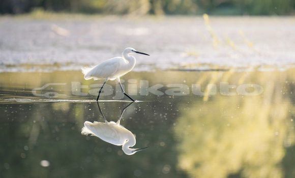 Medium with watermark image