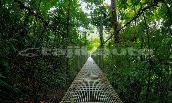 Medium with watermark image