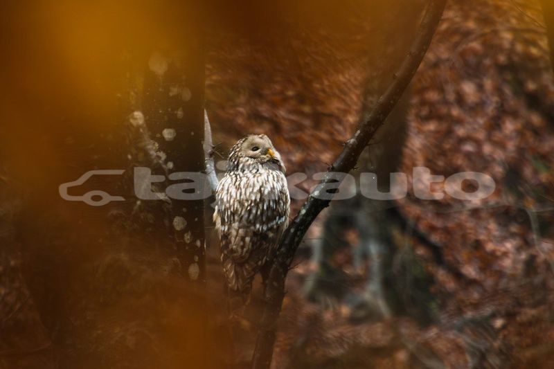 Big with watermark image