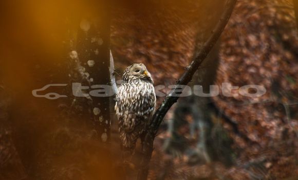 Medium with watermark image