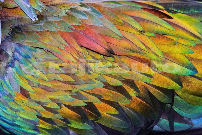 Big with watermark image