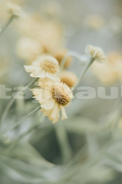 Big with watermark image
