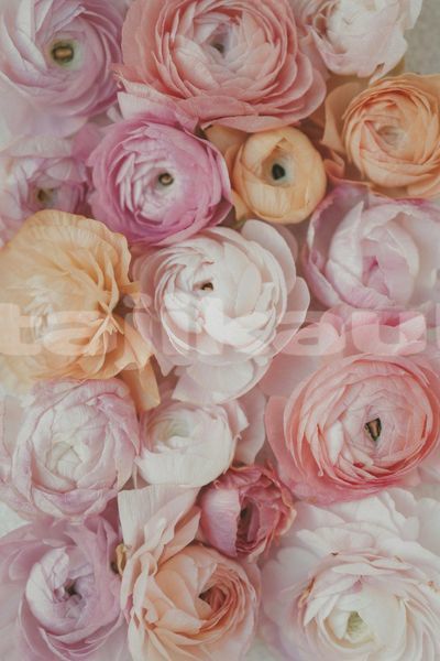Big with watermark image