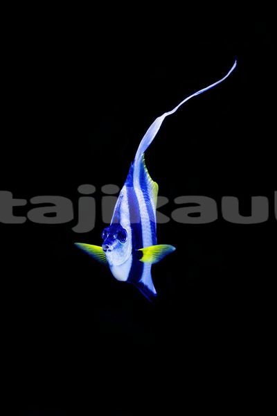 Big with watermark image