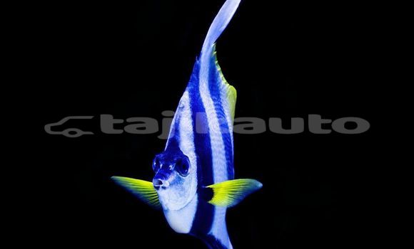 Medium with watermark image