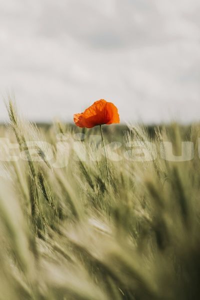 Big with watermark image