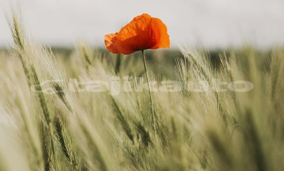 Medium with watermark image