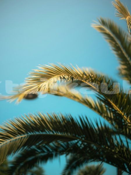 Big with watermark image