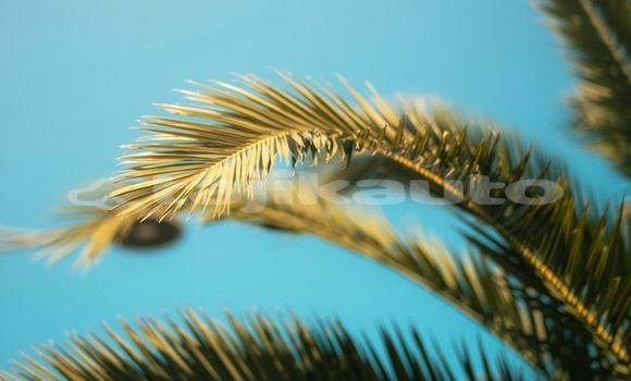 Medium with watermark image