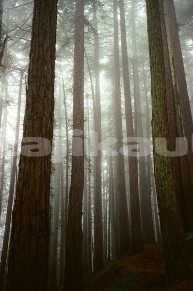 Big with watermark image