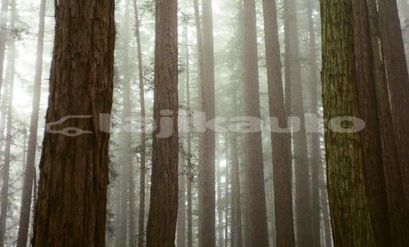Medium with watermark image