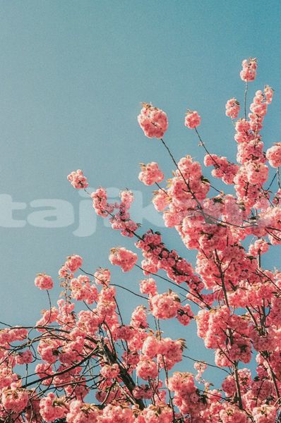 Big with watermark image