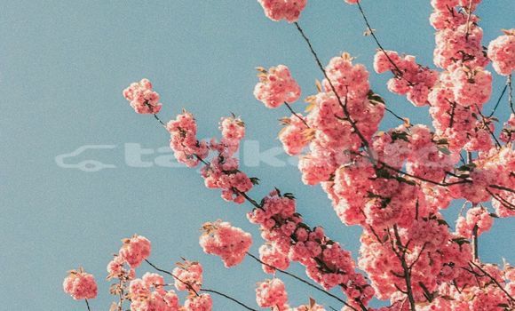 Medium with watermark image