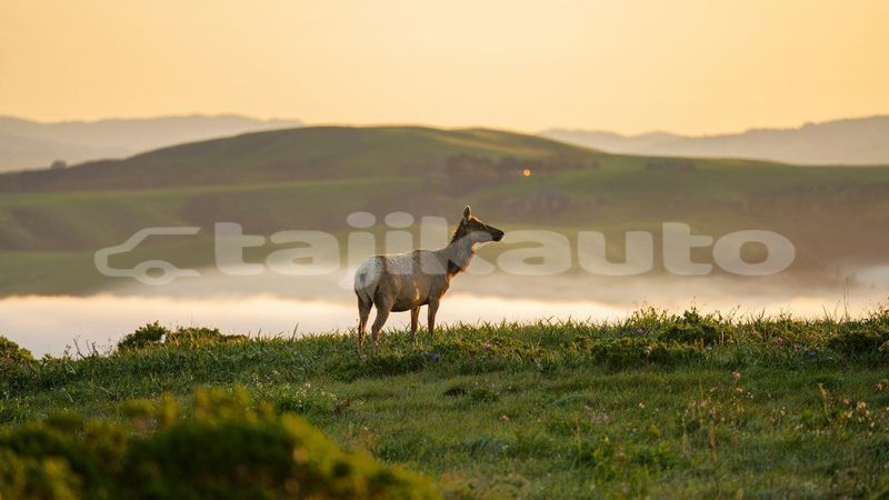 Big with watermark image