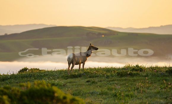 Medium with watermark image