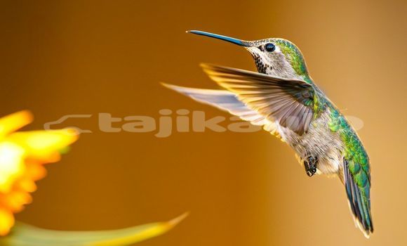 Medium with watermark image