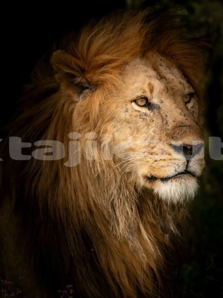 Big with watermark image