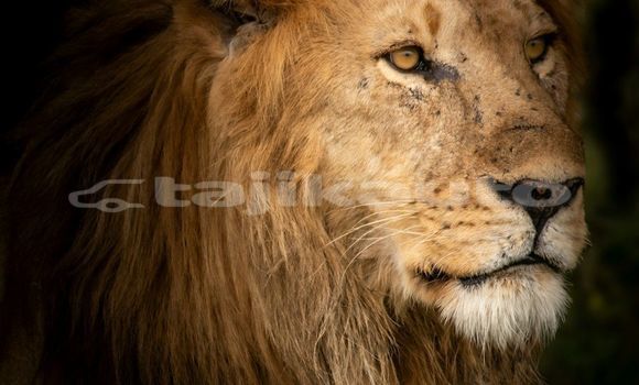 Medium with watermark image
