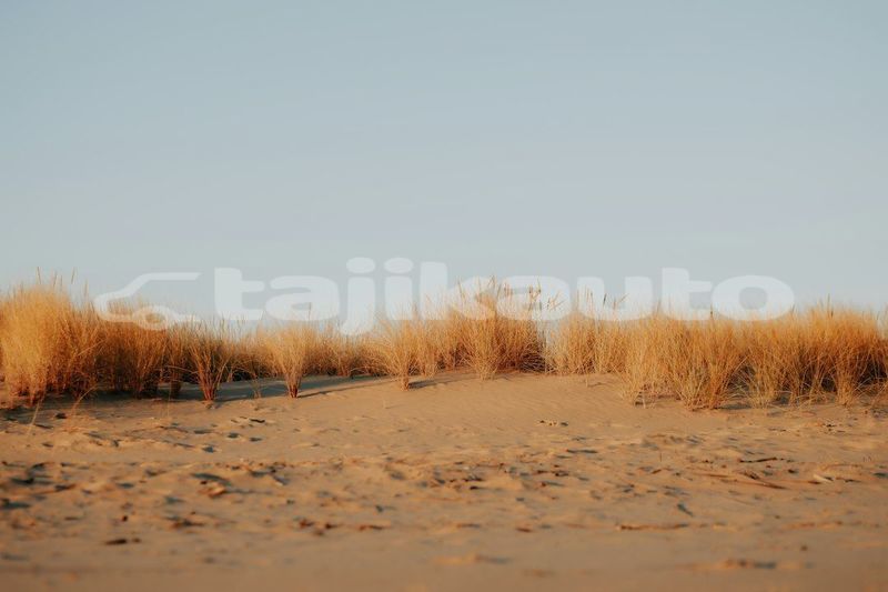 Big with watermark image