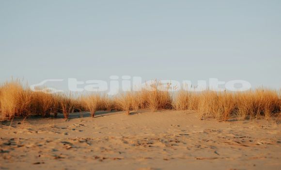 Medium with watermark image