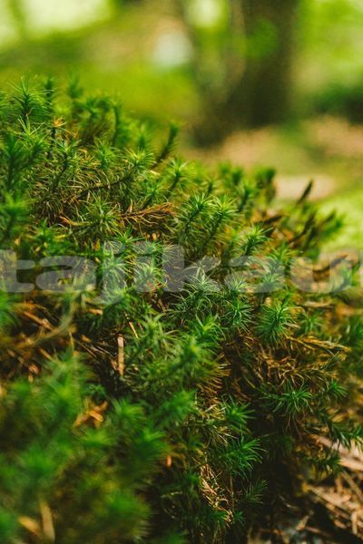 Big with watermark image