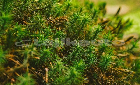 Medium with watermark image