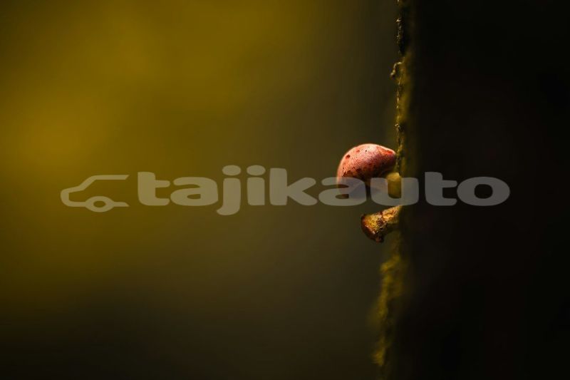 Big with watermark image
