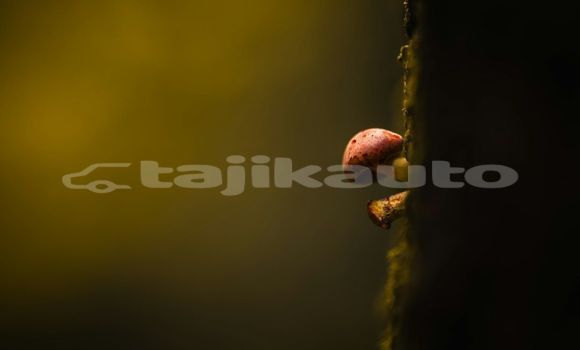 Medium with watermark image