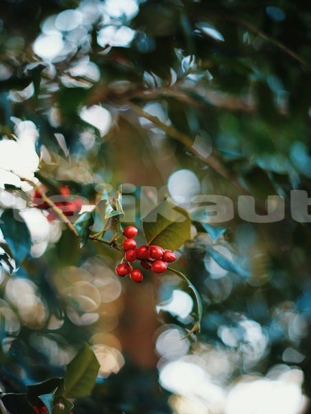 Big with watermark image