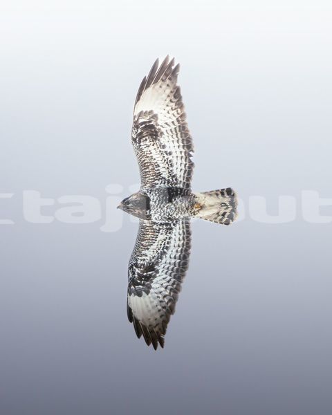 Big with watermark image