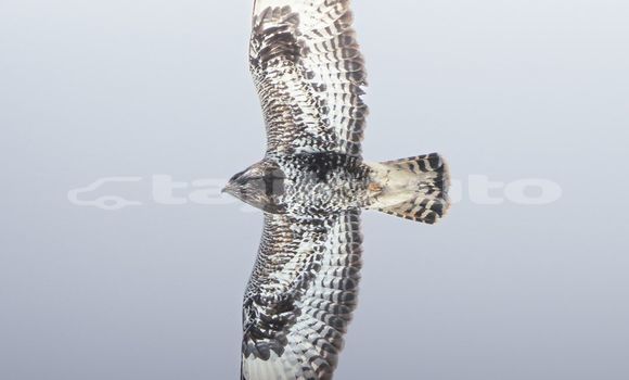 Medium with watermark image