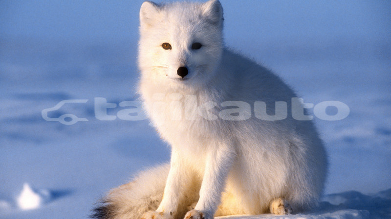 Big with watermark 134142392239375008