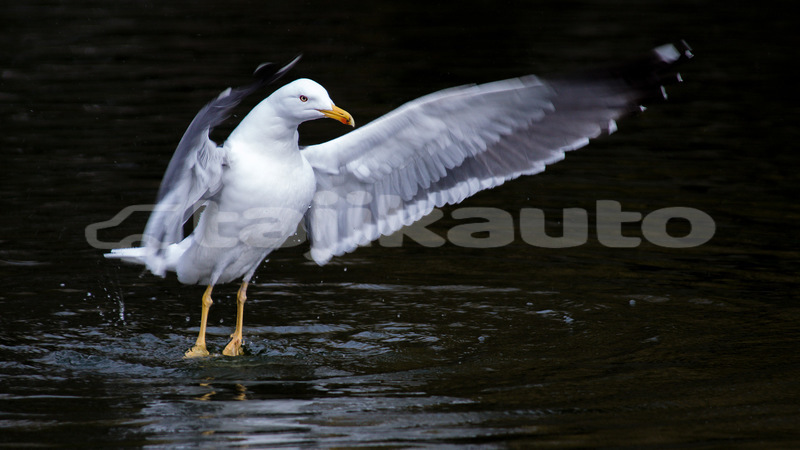 Big with watermark 134112899241803686