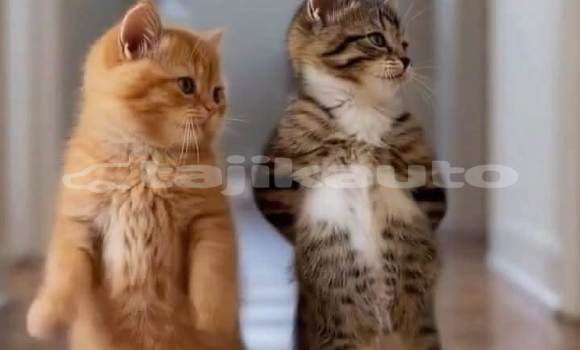 Buy hjml, in Chorku in Sughd Buy hjml, in Chorku in Sughd