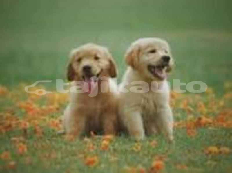 Big with watermark download 1 