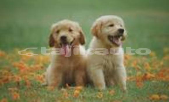 Buy vdfas in Buston in Sughd Buy vdfas in Buston in Sughd