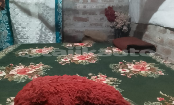 Buy Used AC Ace Black Car in Panjakent in Sughd