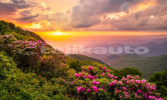 Buy Used Acura EL Brown Car in Buston in Sughd