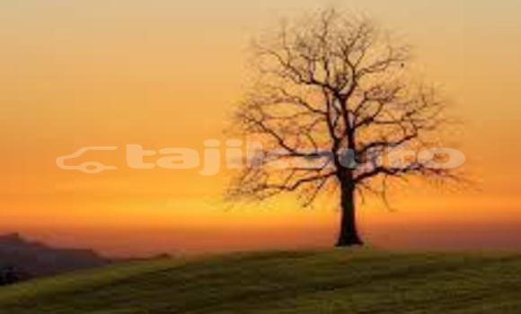 Buy Used Adler Trumpf Junior Green Car in Ayni in Sughd