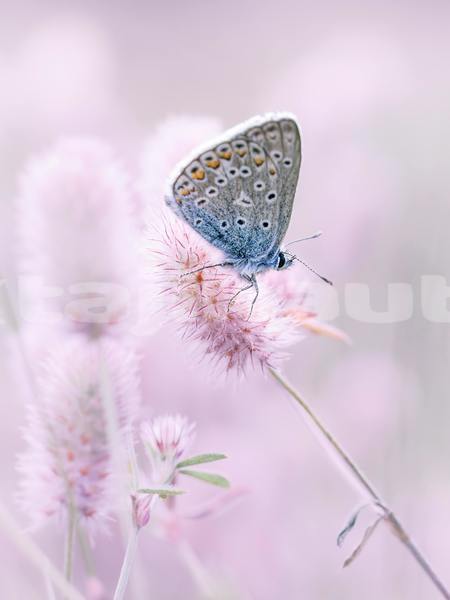 Big with watermark amc hornet sughd ayni 14368