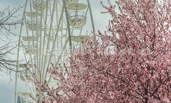 Buy Used Acura ILX Brown Car in Ayni in Sughd